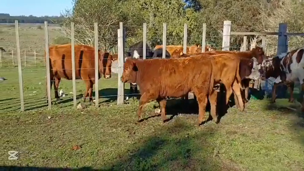 Lote TERNEROS/AS
