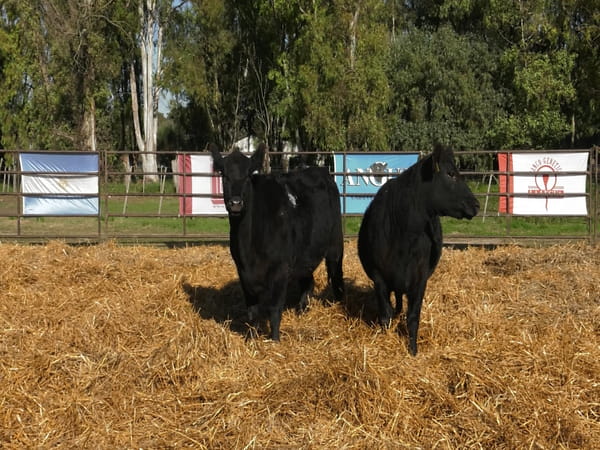 Lote VAQUILLONAS ANGUS  PP