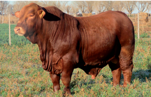 Lote Toros  Brangus -  Don Pedro