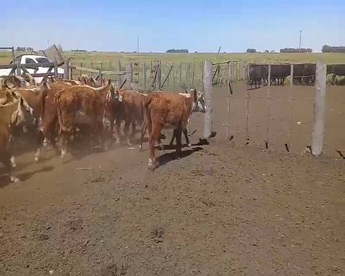 Lote 45 Terneras en Benito Juárez, Buenos Aires