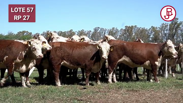 Lote VAQUILLONAS PREÑADAS Polled Hereford -PARICION OTOÑO 2024-