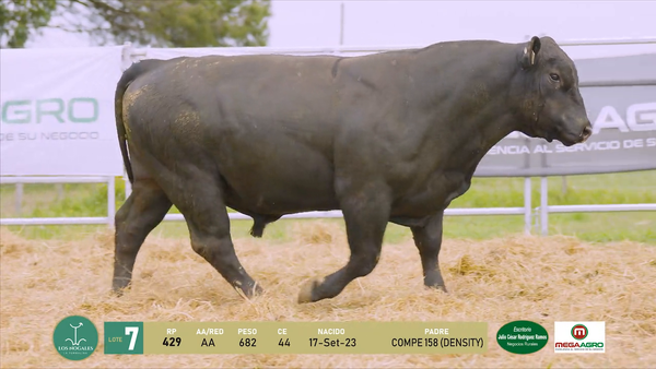 Lote 4 Toros, Flores