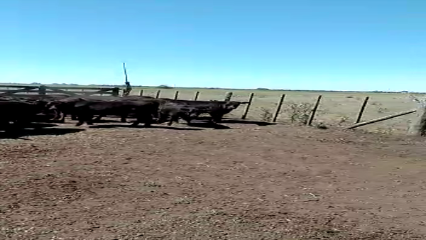 Lote 35 Terneros en Tandil, Buenos Aires