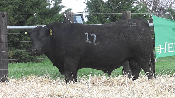 Lote TOROS ANGUS PUROS CONTROLADOS
