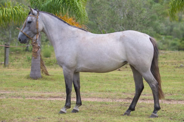 Lote Xirua de la Sierra