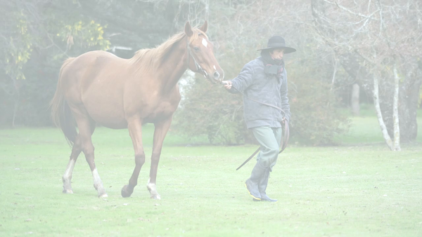 Lote LUNA DI CERDEÑA (GRAND REWARD  -  LUNATICA)  Preñez por  CHE EVASOR