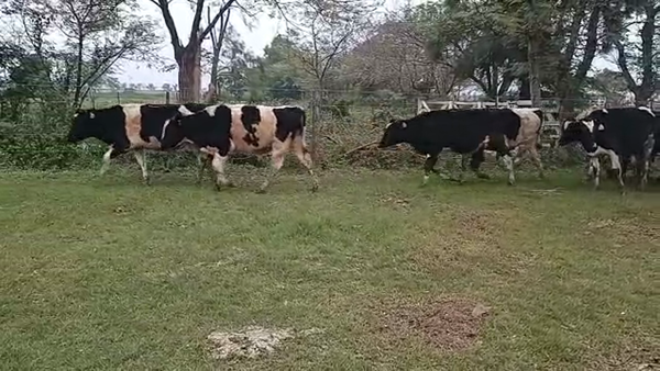 Lote 23 TERNEROS HOLANDO ARGENTINO EN SEEBER, CÓRDOBA