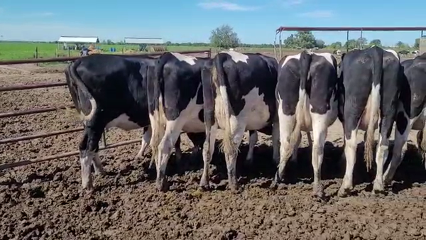 Lote Vaquillonas Preñadas - Cesar Bertero