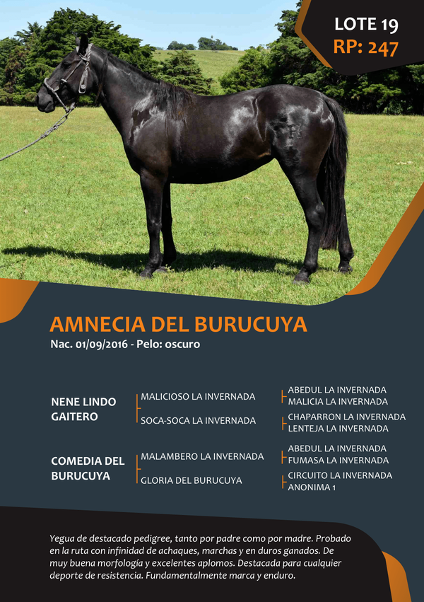 Lote RP 247 - AMNECIA DEL BURUCUYA