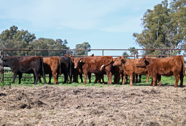 Lote Terneras Generales