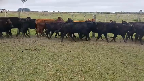 Lote 64 Terneras 42 AA,  22 RA 180kg -  en AROYITOS, CAMINO VECINAL A 6KM DEL KM34 DE RUTA 19, A 10KM DE SAN LUIS Y A 55KM DE LASCANO
