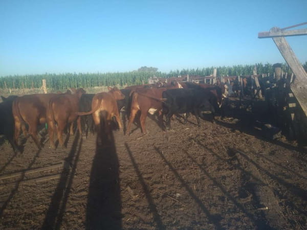 Lote 15 Terneras en Gral. Lamadrid, Buenos Aires