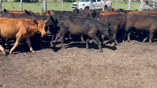 Lote 60 Terneros en Villaguay, Entre Ríos