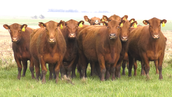 Lote VACAS ANGUS COLORADAS PURAS CONTROLADS C/GTÍA DE PREÑEZ