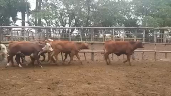 Lote 95 Terneros en Ituzaingó, Corrientes