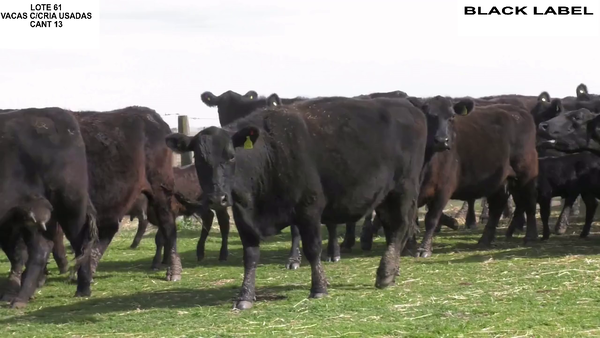Lote VACAS CON CRIA BLACK LABEL