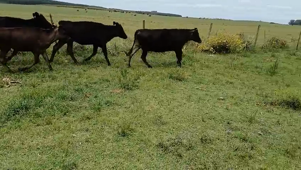 Lote Terneras vaquillonitas