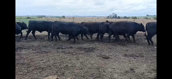 Lote 60 Novillos faena en Los Cóndores, Córdoba