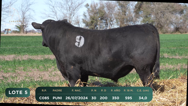 Lote TOROS PC a CAMPO con DEPs
