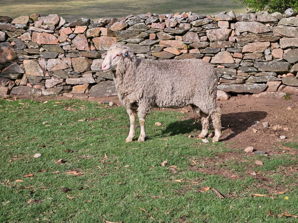 Lote Carneros, Lavalleja