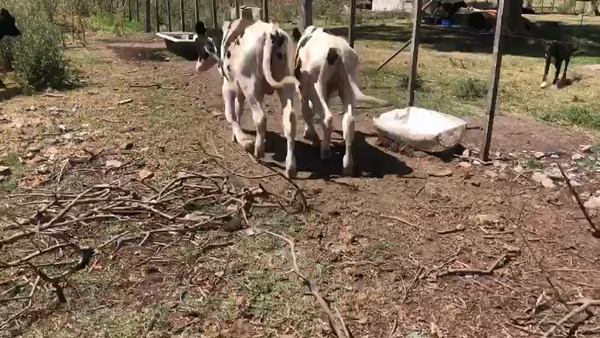 Lote 3 Novillos Holando 160kg -  en Ruta 1 Km 85