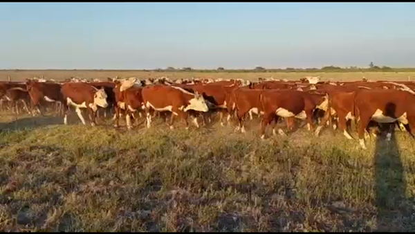 Lote 100 Vaquillonas en San José de Feliciano, Entre Ríos