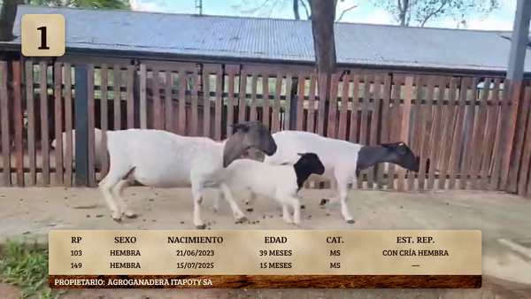 Lote LOTE 1