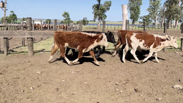 Lote NOVILLOS 1-2 AÑOS