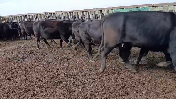 Lote 250 Vacas Nuevas C/ Cría en Urdampilleta