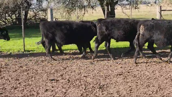 Lote 72 Terneros en Verónica, Buenos Aires