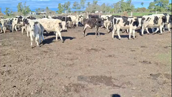 Lote 21 Terneros Holando en Tacural, Santa Fe