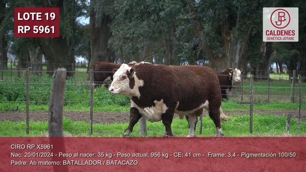 Lote Toro PP