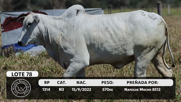 Lote LOTE 78