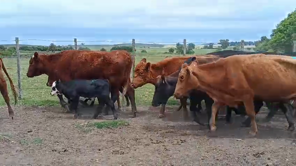 Lote 36 Piezas de cría 330kg - , San José