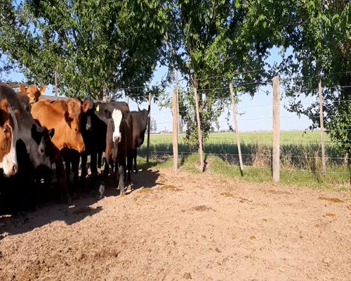 Lote Terneros/as en Tacural, Santa Fe