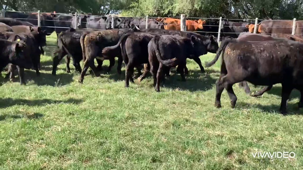 Lote 85 Terneros en Dolores, Buenos Aires