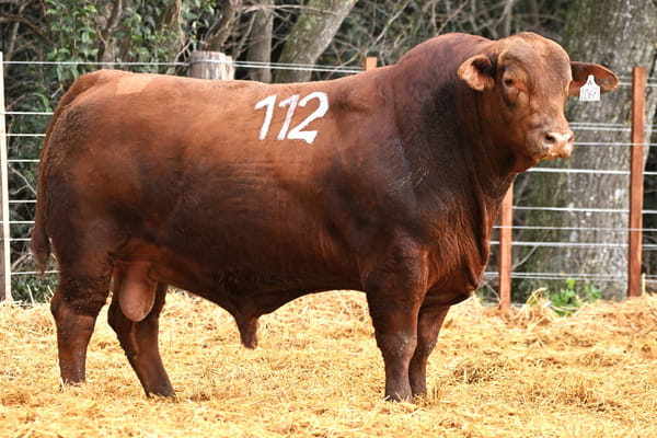 2063 — TOROS BRANGUS