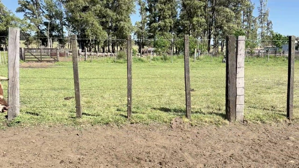 Lote VACAS ENTORADAS