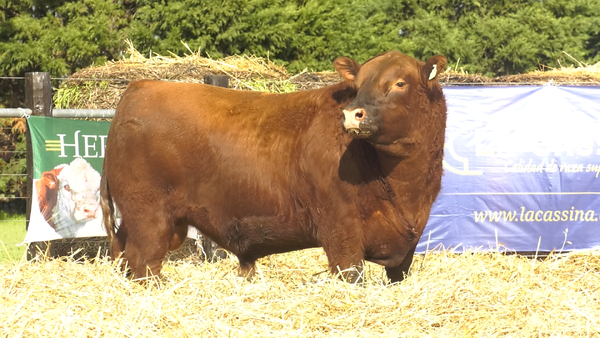 2420C — TOROS ABERDEEN ANGUS PP
