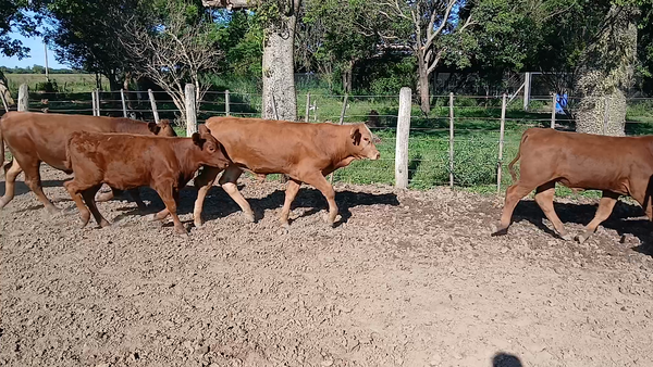 Lote 52 Terneros/as Cruza en Sunchales, Santa Fe