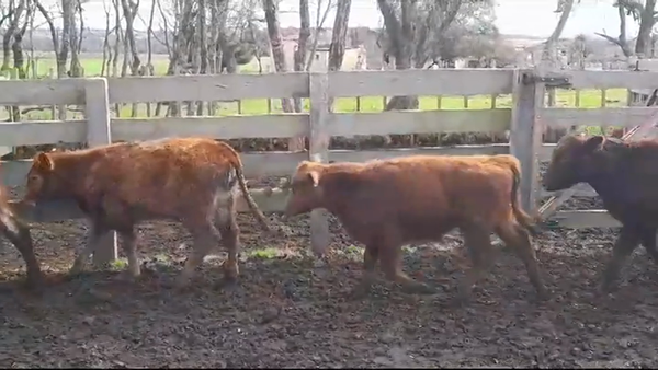 Lote TERNEROS