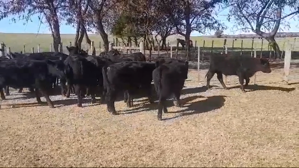 Lote (Vendido)17 Terneros ANGUS 260kg -  en NUEVA PALMIRA