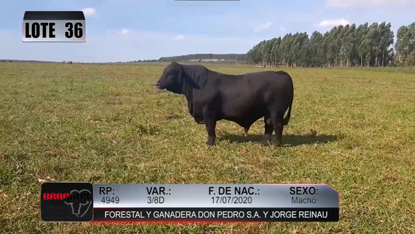 Lote Nacional de Otoño Brangus Campo - Lote 36