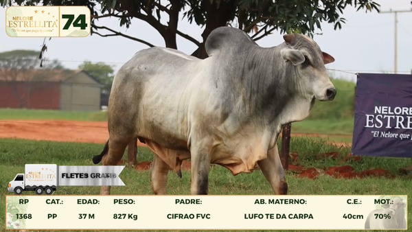 Lote LOTE 74