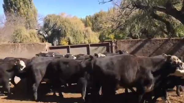 Lote 57 Ternero en Los Ángeles, VIII Región Biobío