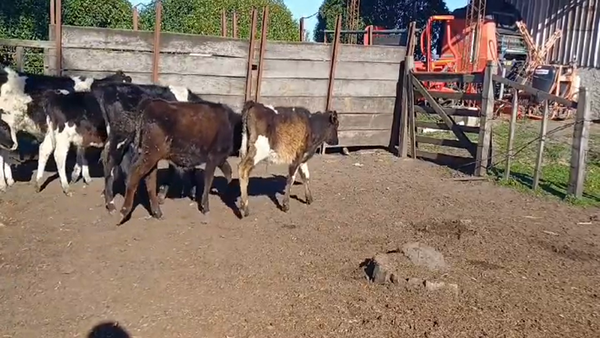Lote (Vendido)23 Terneros Holando 2 KIWI/ HOLANDO - 21  HOLANDO 140kg -  en COLONIA ALONSO MONTAÑO