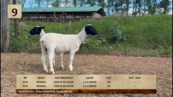 Lote LOTE 9