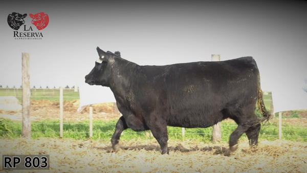Lote Vaquillonas preñadas
