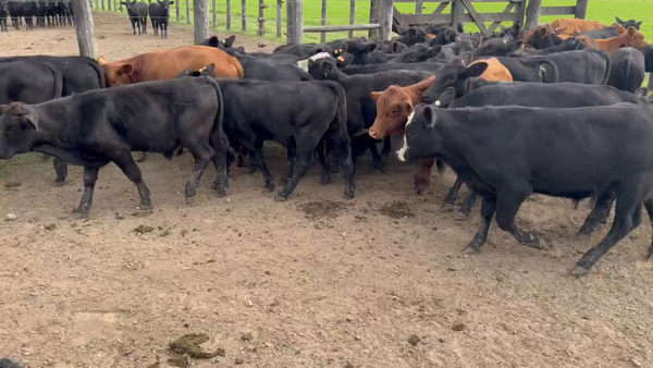 Lote 44 Terneros/as en Durazno, Entre Ríos