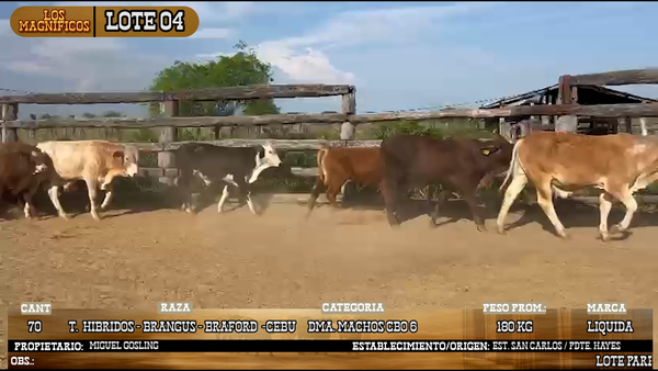Lote LOTE 4
